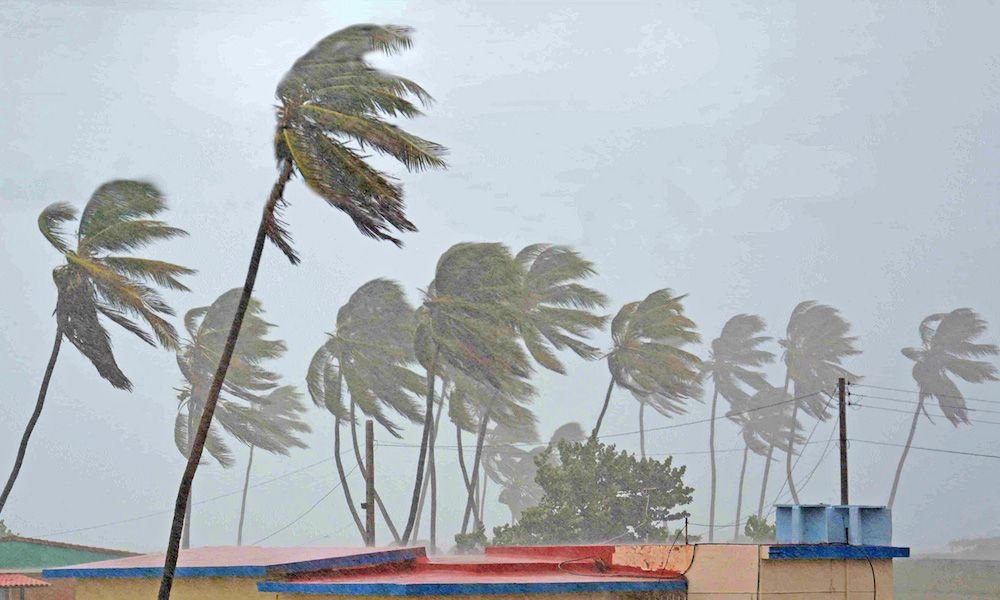 How Do Palm Trees Withstand Hurricanes?