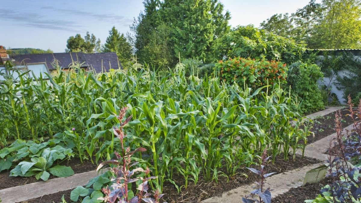 8 vegetable garden hacks that can save you time, money, and give you better crops