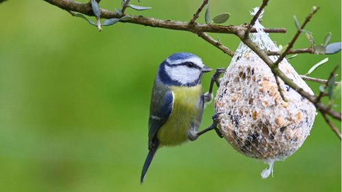 Why avian experts are saying you should add a potato to your bird feeders