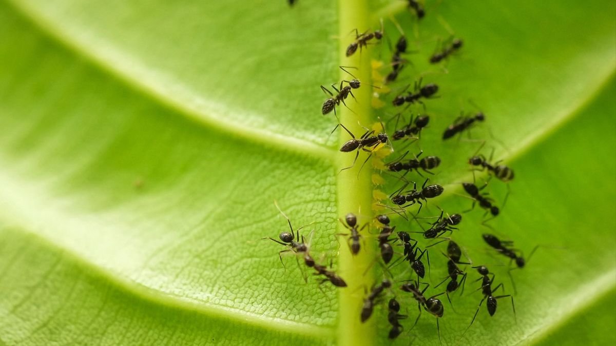 How to get rid of ants: repel these insects from your home and garden with these tips
