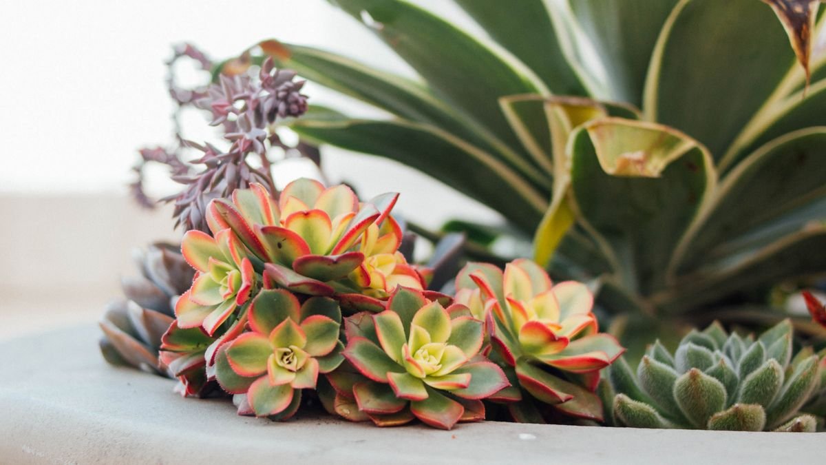 The top 3 reasons why your houseplant is dying REVEALED