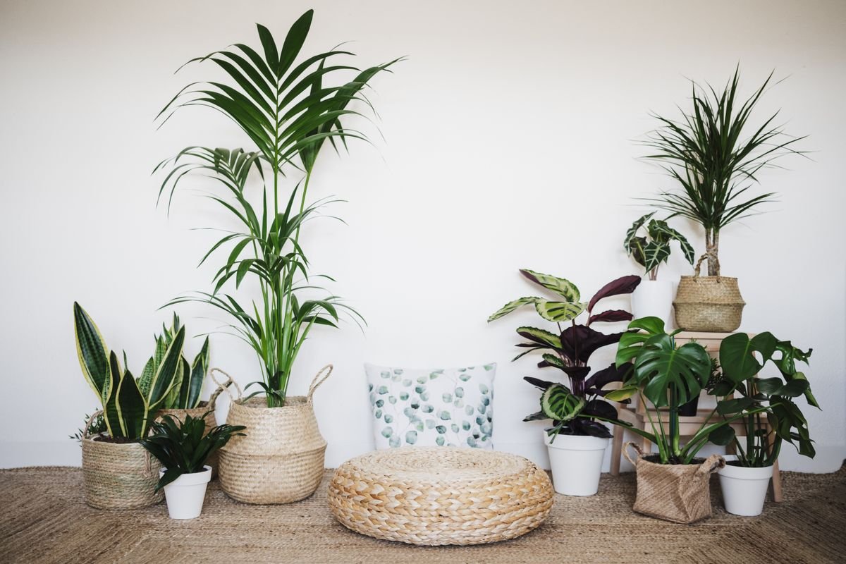 This Houseplant was Just Crowned Plant of the Year 2024, and we Can't Wait to Style it in our Homes
