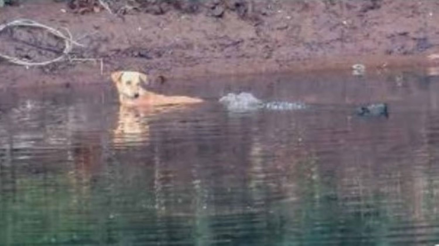 Indian crocodiles seen saving dog from feral pack attack, but scientists divided over what it means