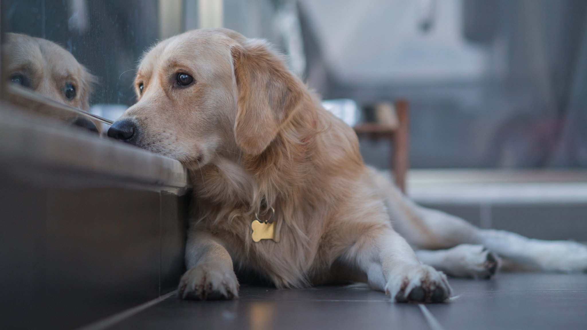 Behaviorist reveals surprising reason why your dog is anxious and five ways you can help them heal