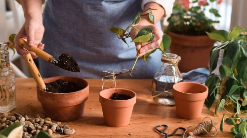 Houseplant propagation mistakes – 11 common errors that can kill your cuttings