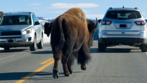 Yellowstone tourist drives too close to territorial bison – and it's an expensive mistake