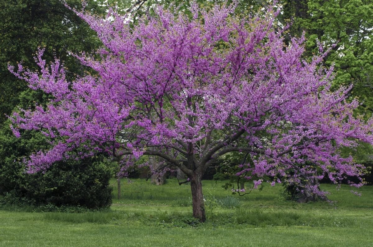 Best Trees For Shade: Common Trees For Shady Areas