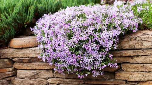 7 plants that prevent weeds in your yard