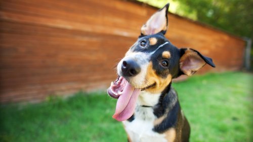 If your dog is easily distracted when you’re outside, you need this trainer’s five tips