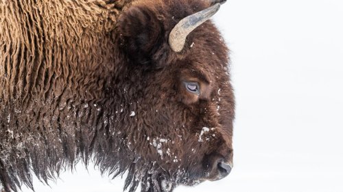 Careless Yellowstone tourist decides to pet bison – tour guide isn't impressed