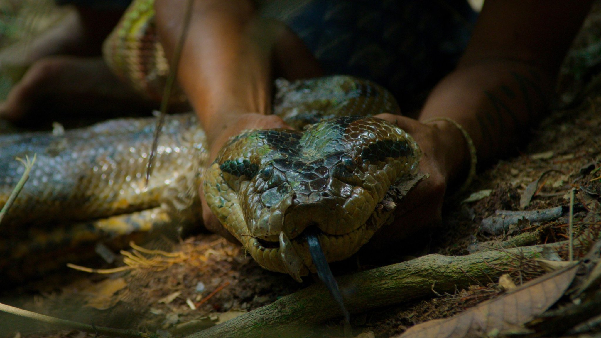 Animals: Never-before-seen video captures giant anaconda species in Amazon - cover
