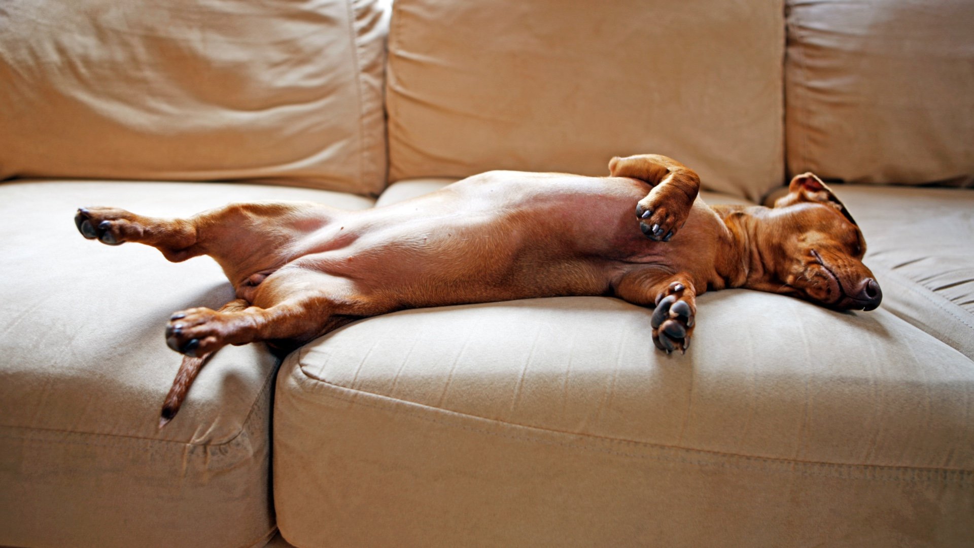 Why is my dog sleep barking?