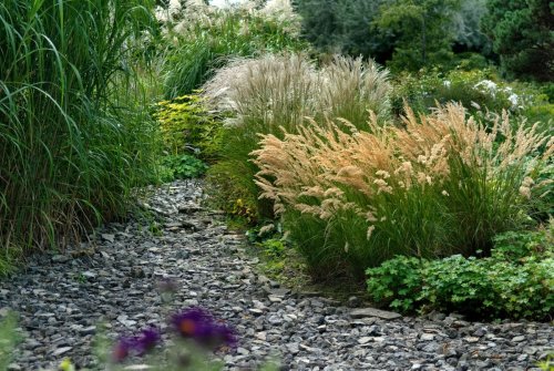 How to grow ornamental grasses – add drama with these low-maintenance plants