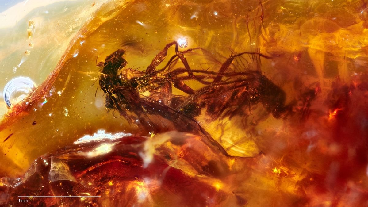 Stunningly Preserved Details of Prehistoric of Plants and Insects