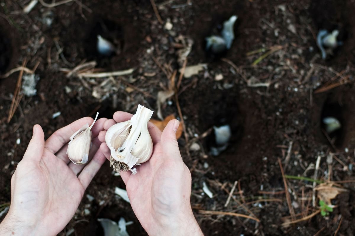 How to harvest garlic – for both cooking and keeping long term