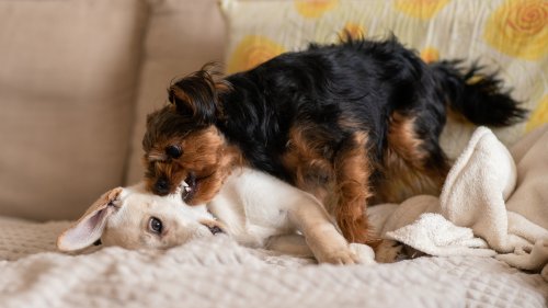 Three steps that will help reduce barking and conflict between two dogs at home - and they’re really simple