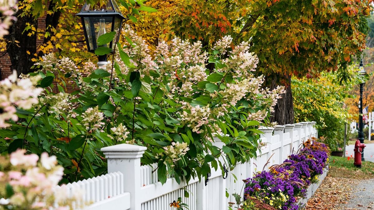 Best fall flowers and plants: 14 top choices for late color