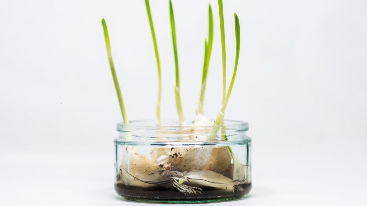 How to grow garlic in water – 6 steps for a speedy crop