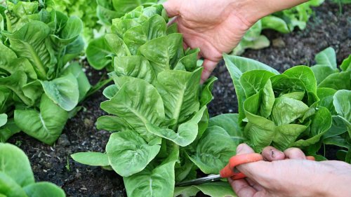 How to harvest lettuce so it keeps growing: top tips for more salad leaves