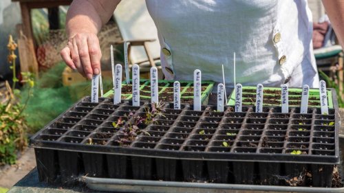 How to plan your seed sowing schedule like a pro – for the busy gardening year ahead