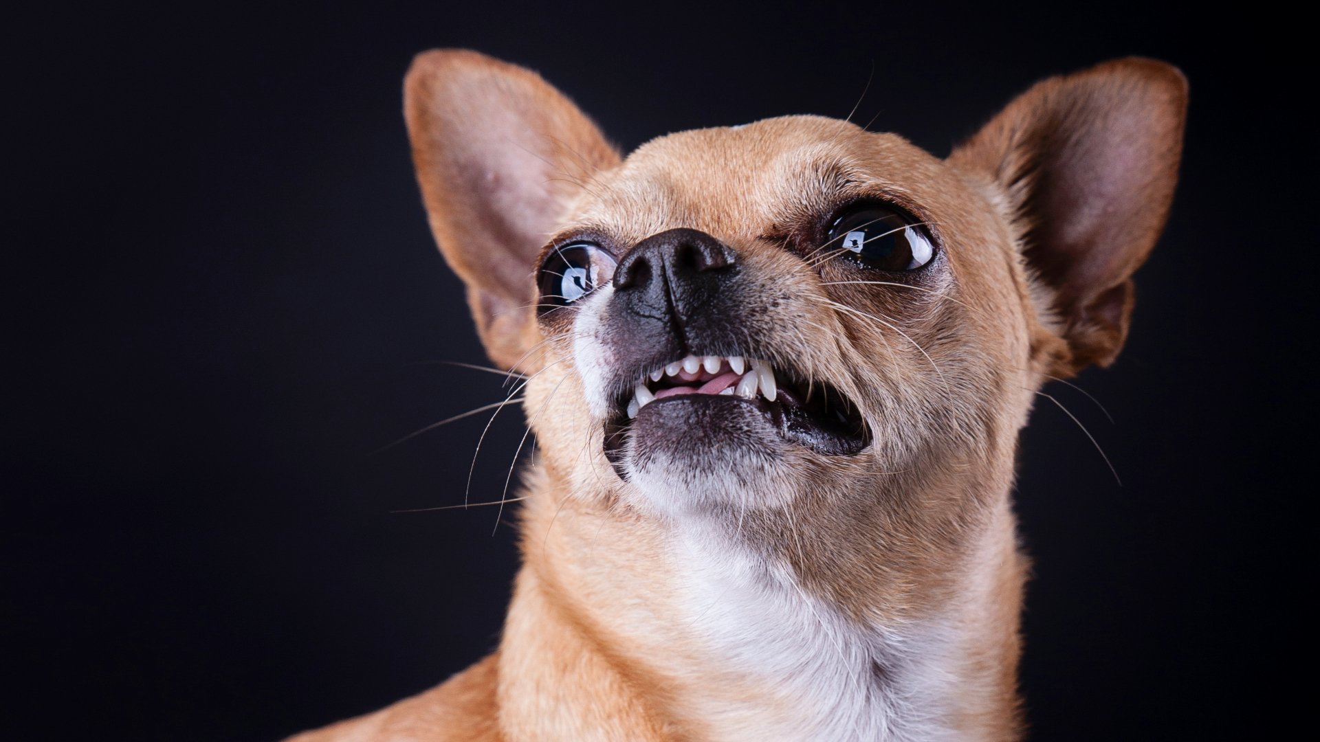 My dog had Jekyll and Hyde Syndrome - here's how I managed their emotional response