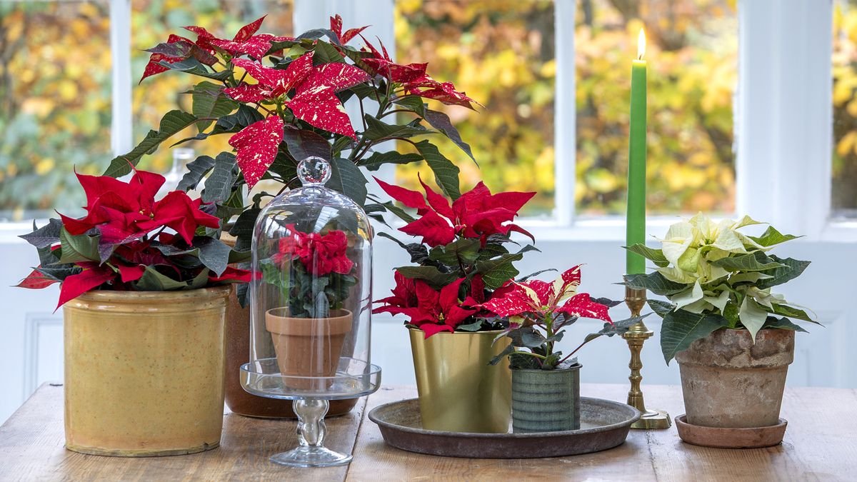 Why are my poinsettia leaves turning yellow? And how to keep yours alive indoors