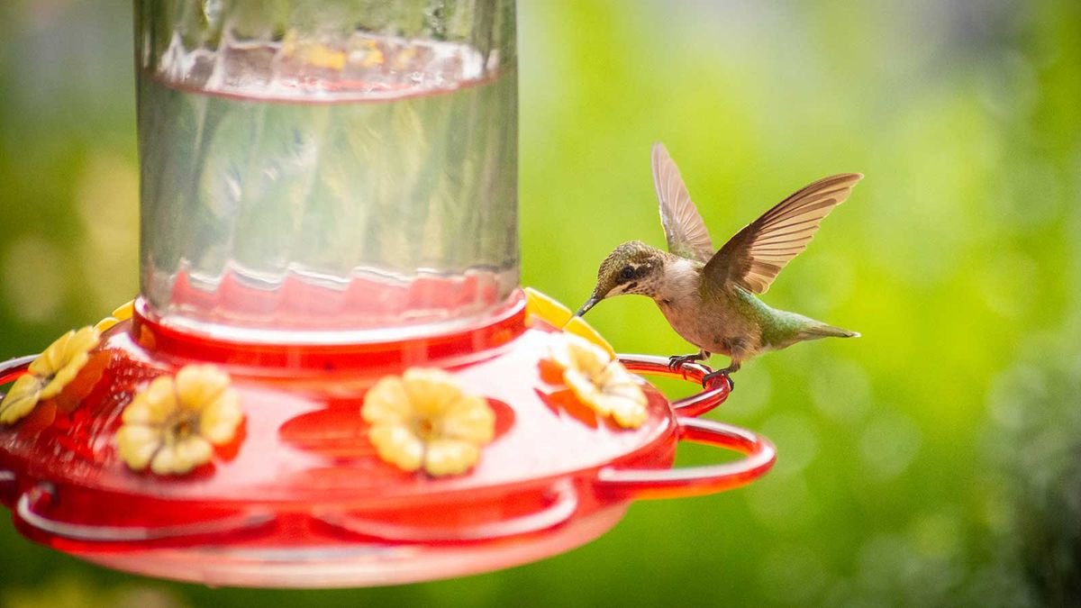 How to make hummingbird food in 3 easy steps – to attract these feathered friends to your yard