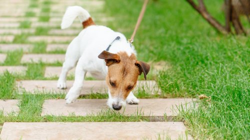 If your dog pulls on its leash, try this simple trick from a dog behaviorist