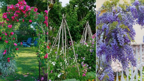 Everything you need to know about climbing plants