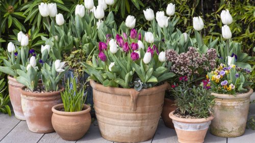 I tried this simple method for planting a tulip container and it produced stunning results
