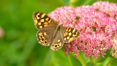 Best plants for butterflies: 16 nectar-rich flower and shrubs to grow