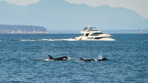 Infamous boat-sinking orcas spotted hundreds of miles from where they should be, baffling scientist