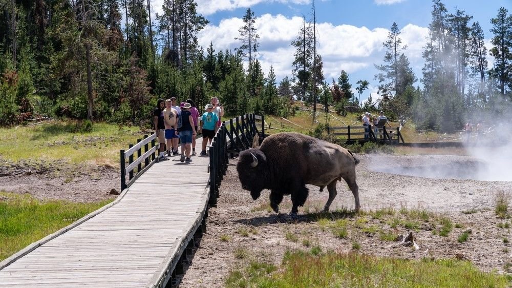 Three people gored by bison in a month at Yellowstone National Park. Why do these attacks happen?