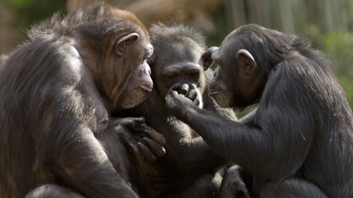 Chimps use military tactic only ever seen in humans before