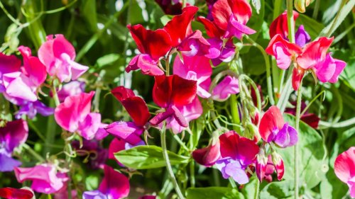 Monty Don shares his secrets for planting sweet peas