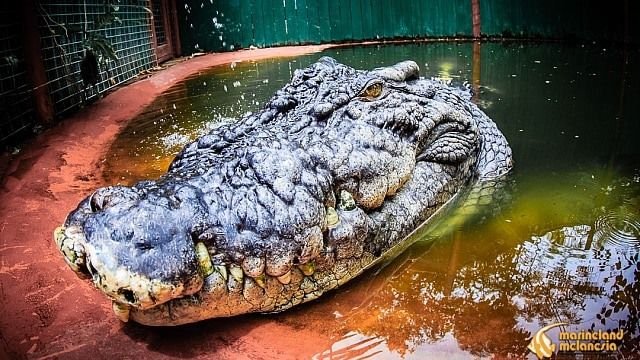 Cassius, the world's largest captive crocodile, could be even bigger than we thought
