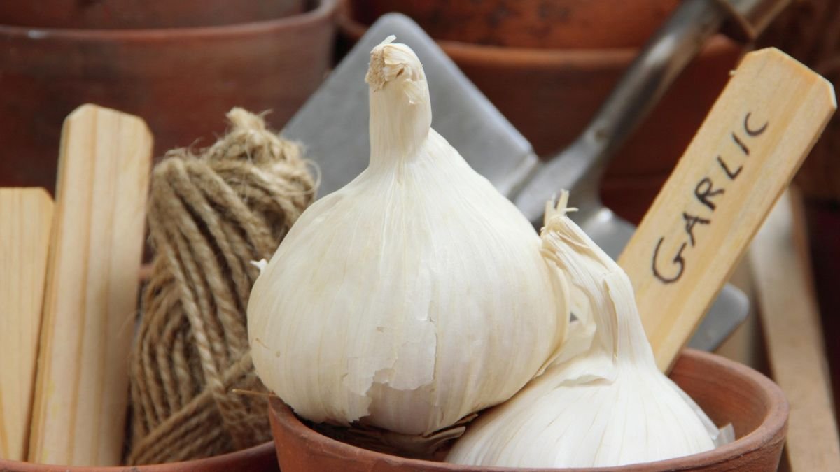 How to grow garlic indoors – get a harvest of garlic greens and bulbs on a windowsill