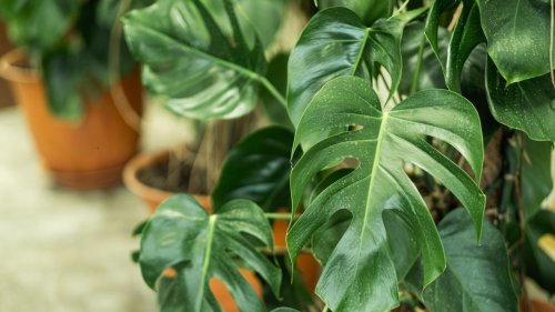 Monstera care guide – 5 expert tips to keep this tropical houseplant thriving