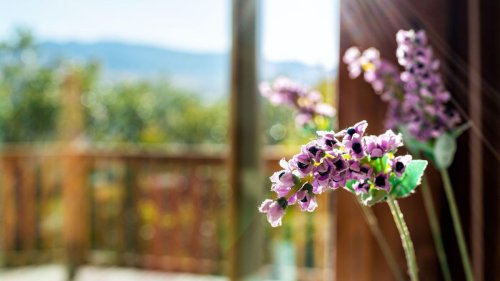Can I grow lavender indoors? And how doing so can boost your sleep and wellbeing