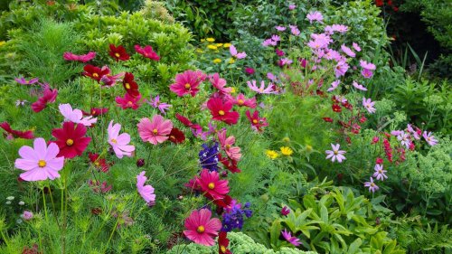 The best fertilizer for flowers – expert tips for what to feed your beds and borders