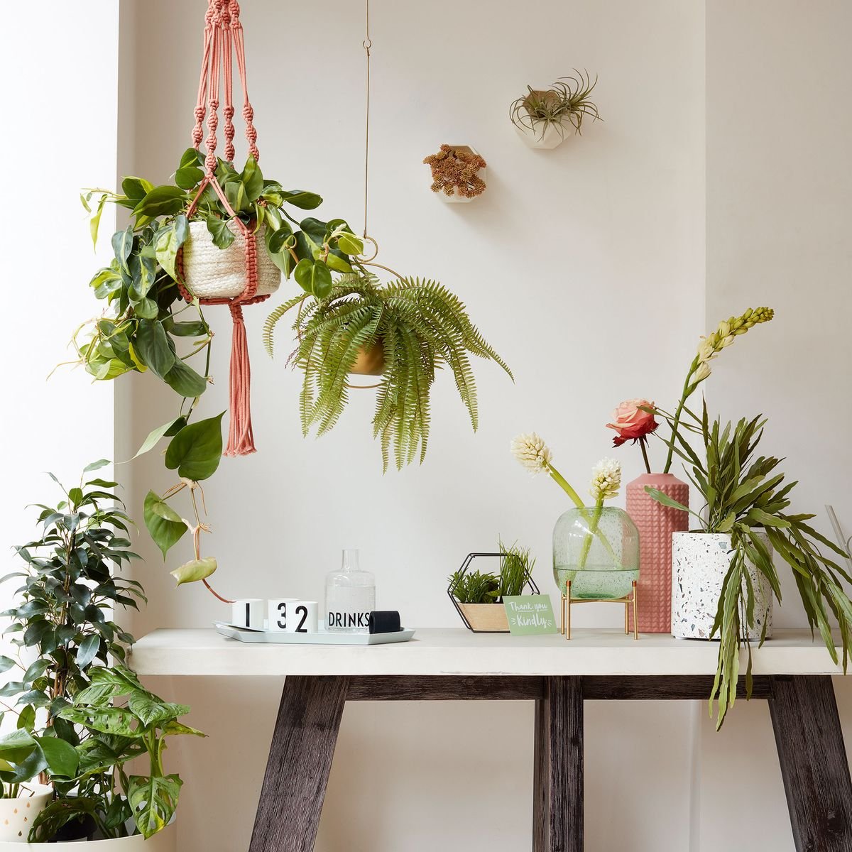 This unusual spot in your kitchen is the ideal place to keep plants warm in winter