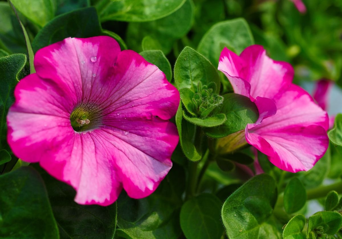 How to grow petunias: add easy summer color to your garden