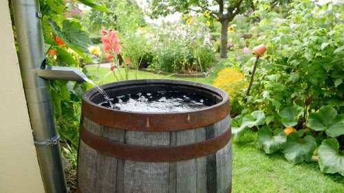 How to make a rain barrel for saving water at home