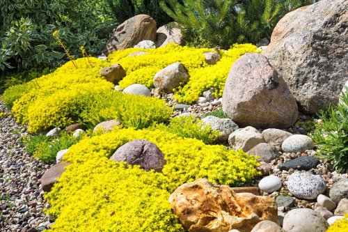 7 ground cover plants to prevent weeds – this is what gardeners pick to make their backyards easier to maintain