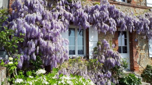 8 species gardening experts regret planting in their yards, so you can avoid learning the hard way