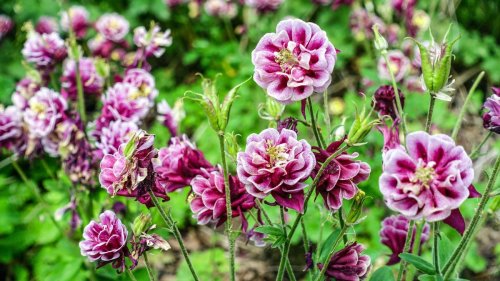 Columbine care and growing guide: expert tips on aquilegia