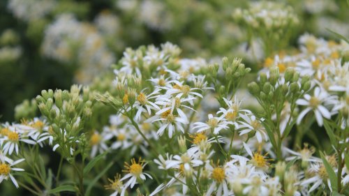 5 perennials that thrive on neglect – expert recommendations for low-maintenance plants that are incredibly easy to grow