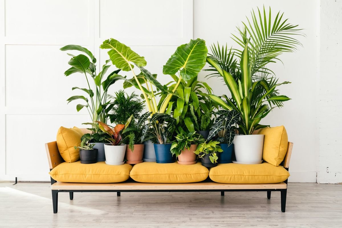 Best indoor plants: the best house plants for stylish greenery