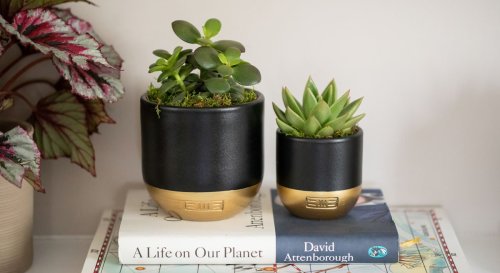 Jade plant care - the 3 easy secrets to success for this structurally beautiful succulent