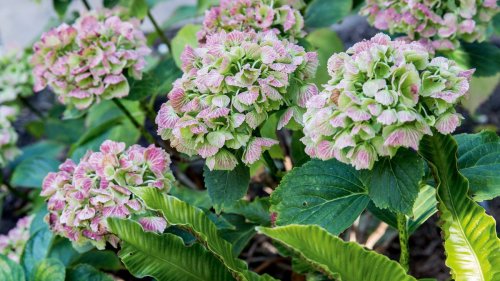 Hydrangea varieties: 16 stunning options for flower beds and pots